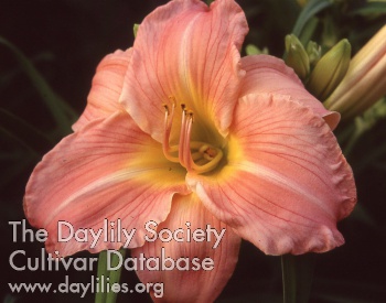 Daylily Pink Pioneer